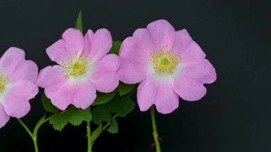 Siyah arkaplanda gül kalçası videosu