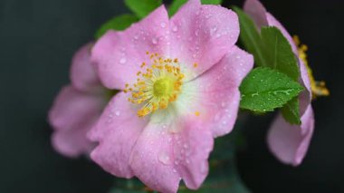 Siyah arkaplanda gül kalçası videosu