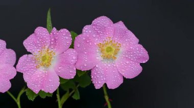 Siyah arkaplanda gül kalçası videosu