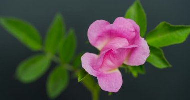 Siyah arkaplanda gül kalçası videosu