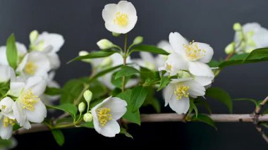 video yasemin siyah arkaplan üzerine şube