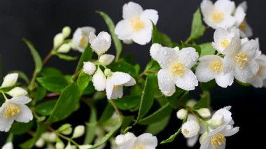 video yasemin siyah arkaplan üzerine şube