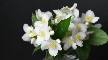 video yasemin siyah arkaplan üzerine şube