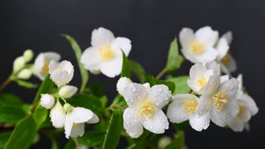 video yasemin siyah arkaplan üzerine şube