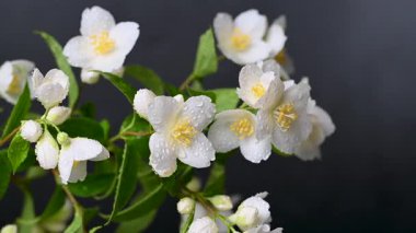 video yasemin siyah arkaplan üzerine şube