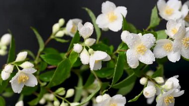 video yasemin siyah arkaplan üzerine şube