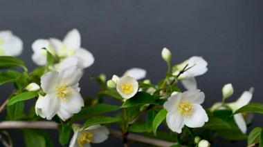 video yasemin siyah arkaplan üzerine şube