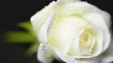 Siyah arkaplanda beyaz gülün videosu