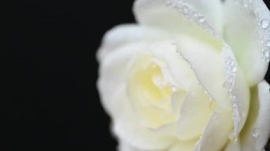 Beyaz gülün videosu