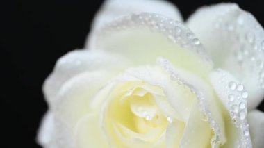 Beyaz gülün videosu