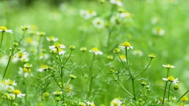 İlkbaharda bir çayırda papatya çayı videosu