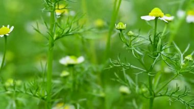 İlkbaharda bir çayırda papatya çayı videosu