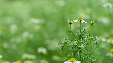 İlkbaharda bir çayırda papatya çayı videosu