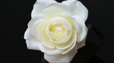 Beyaz gülün videosu