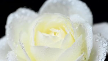 Beyaz gülün videosu