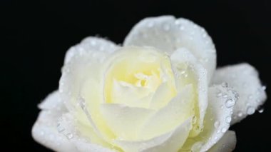 Beyaz gülün videosu