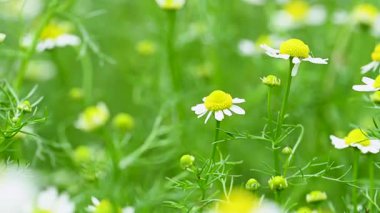 İlkbaharda bir çayırda papatya çayı videosu