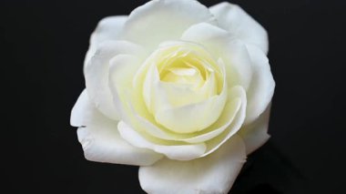 Beyaz gülün videosu