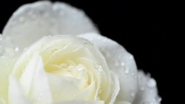 Beyaz gülün videosu