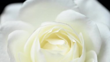 Beyaz gülün videosu