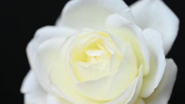 Beyaz gülün videosu