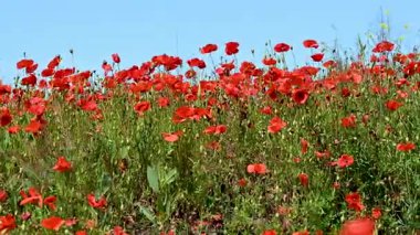Güneşli bir günde çayırda güzel kırmızı gelincikler