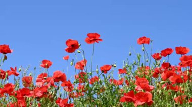 Güneşli bir günde çayırda güzel kırmızı gelincikler