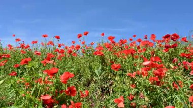 Güneşli bir günde çayırda güzel kırmızı gelincikler