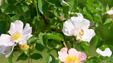 Gül kalça çiçekleri güneşli bir günde