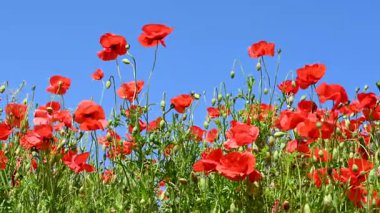 Güneşli bir günde çayırda güzel kırmızı gelincikler