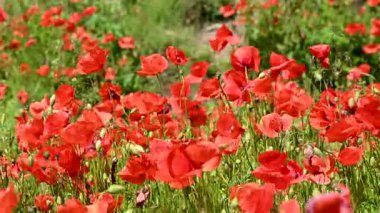 Güneşli bir günde çayırda güzel kırmızı gelincikler