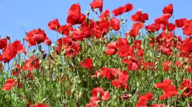 Güneşli bir günde çayırda güzel kırmızı gelincikler