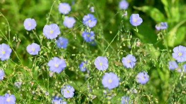 Güneşli bir günde çayırda keten çiçekler