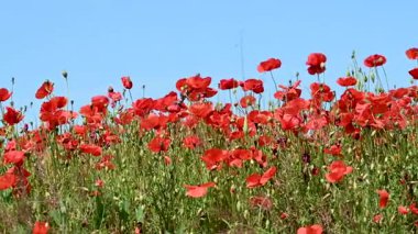 Güneşli bir günde çayırda güzel kırmızı gelincikler