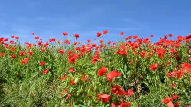 Güneşli bir günde çayırda güzel kırmızı gelincikler