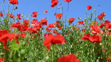 Güneşli bir günde çayırda güzel kırmızı gelincikler