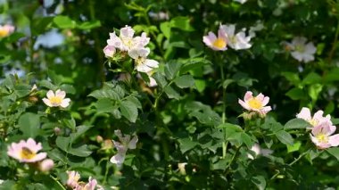 Gül kalça çiçekleri güneşli bir günde