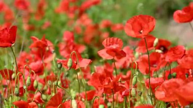 Güneşli bir günde çayırda güzel kırmızı gelincikler