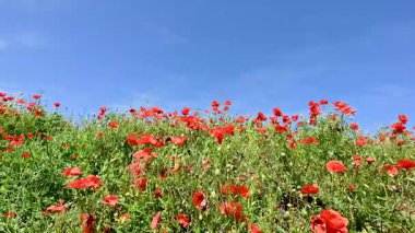 Güneşli bir günde çayırda güzel kırmızı gelincikler