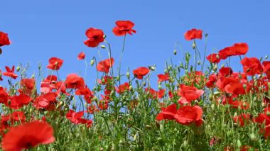 Güneşli bir günde çayırda güzel kırmızı gelincikler