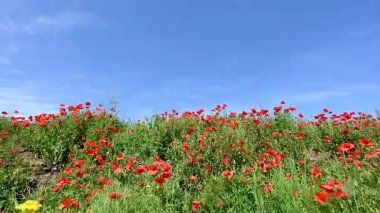 Güneşli bir günde çayırda güzel kırmızı gelincikler