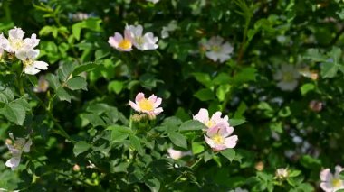 Gül kalça çiçekleri güneşli bir günde