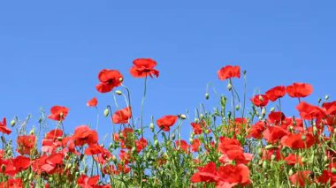 Güneşli bir günde çayırda güzel kırmızı gelincikler