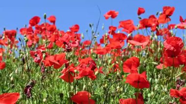 Güneşli bir günde çayırda güzel kırmızı gelincikler