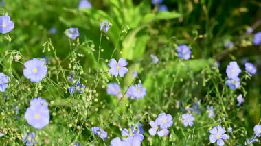 Güneşli bir günde çayırda keten çiçekler