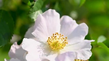 Gül kalça çiçekleri güneşli bir günde