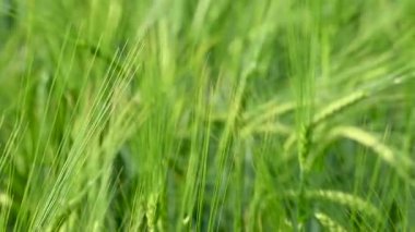 Güneşli bir günde yeşil buğday kulakları