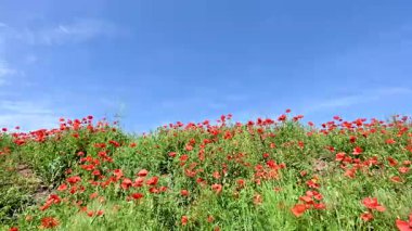 Güneşli bir günde çayırda güzel kırmızı gelincikler