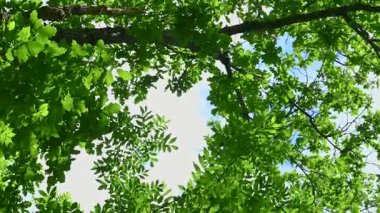 Güneşli bir günde aşağıdan yeşil yeşillik görünümü