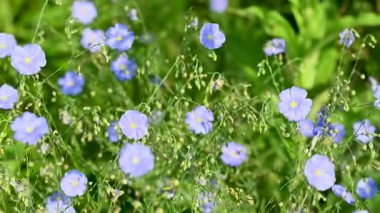 Güneşli bir günde çayırda keten çiçekler